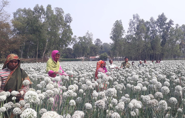 দিন দিন এই কালো সোনা খ্যাত পেঁয়াজ বীজের আবাদ বাড়ছে বীরগঞ্জ উপজেলার পলাশবাড়ী ইউনিয়নের বৈরবাড়ী পাঠানপাড়া গ্রামে। এ গ্রামসহ আশেপাশের এলাকায় প্রায় ৫০ জন কৃষক পেঁয়াজ বীজ উৎপাদন করছেন।