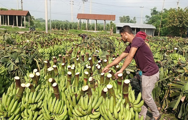 ট্রাক ছুটে চলে ঢাকার বাদামতলী, যাত্রাবাড়ী, তেজগাঁও, ওয়াইজঘাট, নারায়ণগঞ্জ, কুমিল্লা, ময়মনসিংহসহ বিভিন্ন জেলা শহরে। দশমাইল হাটে মেহেরসাগর, মালভোগ ও চিনি চাম্পাসহ বিভিন্ন জাতের কলার দেখা মেলে। জেলায় উৎপাদিত মেহেরসাগর কলার খ্যাতিও দেশজুড়ে। সবরি, সুন্দরী (মালভোগ), চিনি চাম্পা কলার চাষও হয় এখানে।