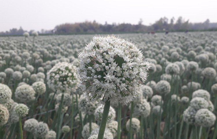 পেঁয়াজের সাদা কদম শুকিয়ে বের হয় কালো বীজ, যার বাজারদর আকাশ ছোঁয়া। তাই এ বীজকে বলা হয় কালো সোনা।