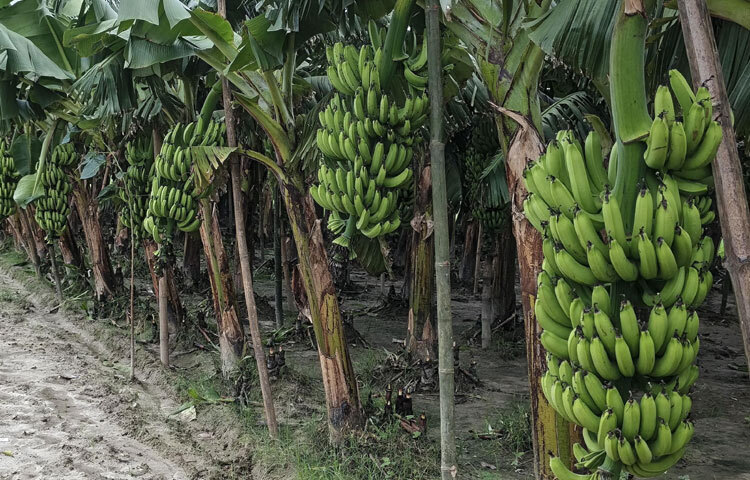 কলা ব্যবসায়ীরা হাট ছাড়াও ক্ষেত থেকে কলা কিনে ট্রাকযোগে রাজধানীসহ দেশের বিভিন্ন স্থানে পাঠাচ্ছেন। প্রতিদিন কোটি টাকার কাঁচা কলা চলে যাচ্ছে এসব স্থানে। হাটে বিক্রি হচ্ছে ৭০-৮০ লাখ টাকার কলা। এছাড়া ব্যবসায়ীরা বাগান থেকে প্রায় ৩০ লাখ টাকার কলা কিনে নিয়ে যাচ্ছেন।