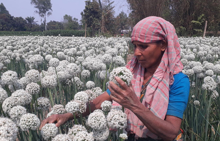 মাঠে নারী-পুরুষ ফুল নেড়ে নেড়ে পরাগায়নে ব্যস্ত।