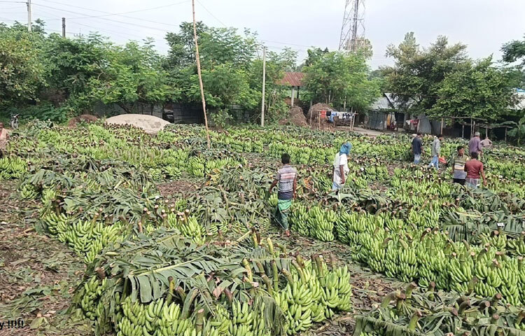দিনাজপুরের ১৩টি উপজেলার সব উপজেলায়ই কম-বেশি কলা চাষ করা হয়। এরমধ্যে ৬৫-৭০ শতাংশ কলা চাষ হয় জেলা সদর, বীরগঞ্জ, চিরিরবন্দর, কাহারোল ও বিরল উপজেলায়। শ্রাবণ মাসের শেষ সপ্তাহ থেকে শুরু করে আশ্বিনের শেষ পর্যন্ত তিন মাস গাছ থেকে কলা নামানো হয়। এ সময় কাহারোল উপজেলার দশমাইল মোড়ে বসে উত্তরাঞ্চলের দ্বিতীয় বৃহত্তম কলার হাট। নীলফামারী, পঞ্চগড় ও ঠাঁকুরগাও জেলার চাষিরা এই হাটে কলা নিয়ে আসেন। ঢাকাসহ দেশের বিভিন্ন জেলা থেকে পাইকাররা কলা কিনতে আসেন দশমাইল হাটে।