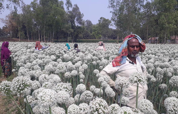 জানা যায়, নভেম্বর থেকে পেঁয়াজের বীজ উৎপাদনের ক্ষেতে কাজ করছেন শ্রমিকরা।
