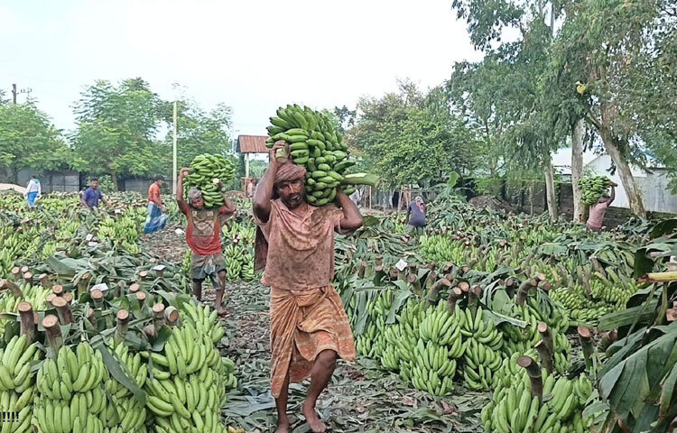 জেলা কৃষি সম্প্রসারণ অফিস সূত্রে জানা গেছে, এ বছরে খরিপ-১ ও রবি মৌসুমে জেলায় কলার আবাদ হয়েছে ১ হাজার ৩৫০ হেক্টর জমিতে। যা গত বছর ছিল ১১০০ হেক্টর। এবার ২৫০ হেক্টর জমিতে কলার আবাদ বেশি হয়েছে।