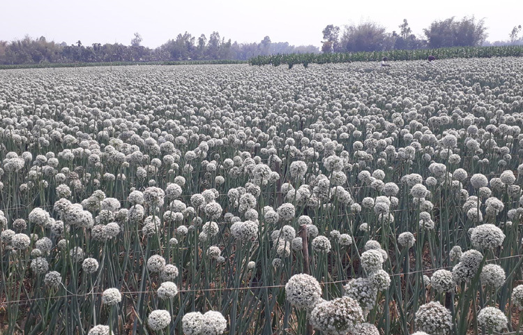 শুধু বীরগঞ্জেই ৮ হেক্টর জমিতে পেঁয়াজ বীজ উৎপাদন হচ্ছে।