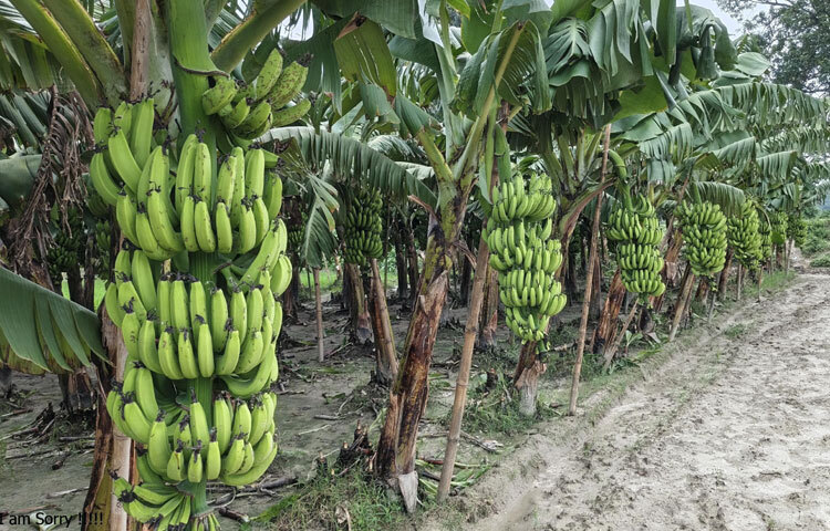 দিনাজপুর জেলা কৃষি সম্প্রসারণ অধিদপ্তরের উপ-পরিচালক মো. আফজাল হোসেন বলেন, ‘কলা একটি লাভজনক ফসল। এ অঞ্চলের কৃষকদের উন্নত জাতের কলা চাষের জন্য সব ধরনের সহযোগিতা দেওয়া হচ্ছে। কৃষি বিভাগের পক্ষ থেকে কলার ভালো ফলন পাওয়ার জন্য পরামর্শ দিয়েও সহযোগিতা করা হচ্ছে। ফলে কৃষকেরা কলার ভালো উৎপাদন করতে সক্ষম হয়েছেন। এবার কলার ফলন ও দামে কৃষক খুশি।’