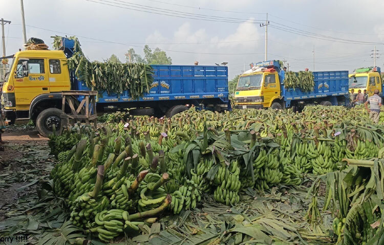 রাত থেকে ভোর পর্যন্ত ভ্যান, নসিমন, ইজিবাইক, পিকআপে করে এই হাটে বিক্রির জন্য কলা আনেন চাষি ও স্থানীয় ব্যবসায়ীরা। বেচাকেনা শেষে দেশের বিভিন্ন প্রান্ত থেকে আসা ট্রাকে কলা লোড হয়ে চলে যায় দেশের বিভিন্ন প্রান্তে। পরদিন সকাল ৮টার মধ্যে শেষ হয় বেচাকেনা।