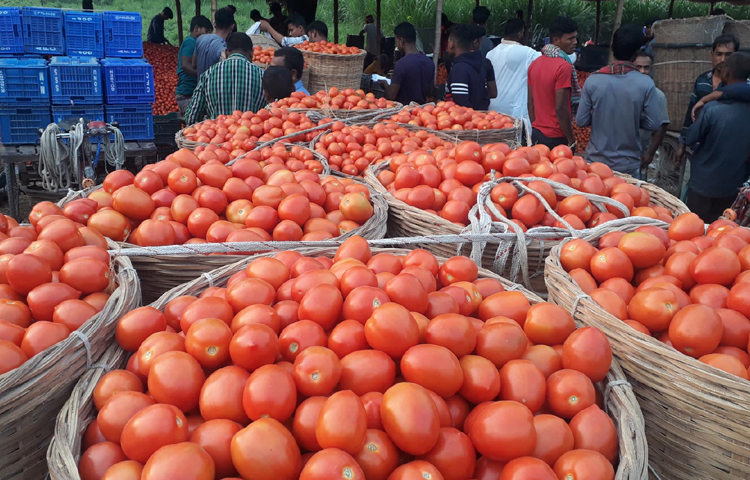 গরমের কারণে কৃষক ক্ষেতে টমেটো রাখতে পারছেন না। গরমে টমেটো আকারে ছোট থাকা অবস্থাতেই পেকে যাচ্ছে। এতে করে বাজারে টমেটোর আমদানি বেড়ে গেছে। আর তাই দামও কমে গেছে। ছবি: এমদাদুল হক মিলন