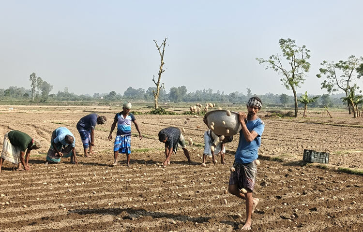 আলু চাষের জন্য জমি তৈরি করছেন কৃষকেরা। এরপর বীজ আলু লাইন ধরে রোপণ করছেন। ১ একর জমিতে ২৫-২৮ মণ বীজ আলুর প্রয়োজন হয়। তবে একরপ্রতি ১৪০-১৫০ মণ ফলন হয়।