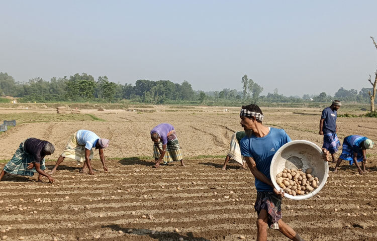 দিনাজপুর কৃষি সম্প্রসারণ অধিদপ্তরের উপপরিচালক মো. আফজাল হোসেন বলেন, ‘জেলায় আলু চাষের লক্ষ্যমাত্রা এখনও চূড়ান্ত হয়নি। গত বছর ৪৭ হাজার ২৩৬ হেক্টর জমিতে আলু চাষ হয়েছিল। ১১ হাজার হেক্টর জমিতে আগাম জাতের আলু চাষ হবে বলে ধারণা করা হচ্ছে। যদি বেশি দামে সার বিক্রি হয়ে থাকে, তাহলে খবর নিয়ে তদন্ত করে ডিলারদের বিরুদ্ধে ব্যবস্থা নেবো। মাঠে আমাদের তদারকি টিম কাজ করছে।