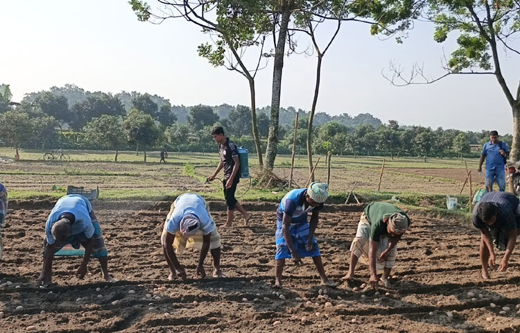 কৃষকেরা আগাম জাতের আলু হিসেবে বিনা-৭, সানসাইন ও স্টারিজ জাতের আলুর বীজ বপন করছেন। বিগত বছরগুলোয় এ আলু বীজ সরকার জাতভেদে ৫৭ টাকা থেকে শুরু করে ৬৬ টাকা পর্যন্ত কেজি নির্ধারণ করেছিল। কিন্তু কৃষককে কিনতে হয়েছিল ৮০ টাকা থেকে ১১০ টাকা কেজি। এবার সেই আলু বীজ বাজারে বিক্রি হচ্ছে ১৫ থেকে ১৬ টাকা কেজি। সামনে আরও দাম কমে যেতে পারে বলে জানিয়েছেন চাষিরা।