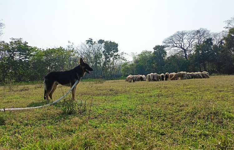 শরীয়তপুরে ভেড়ার খামারের একমাত্র পাহারাদার জার্মান শেফার্ড কুকুর। ছবি: বিধান মজুমদার
