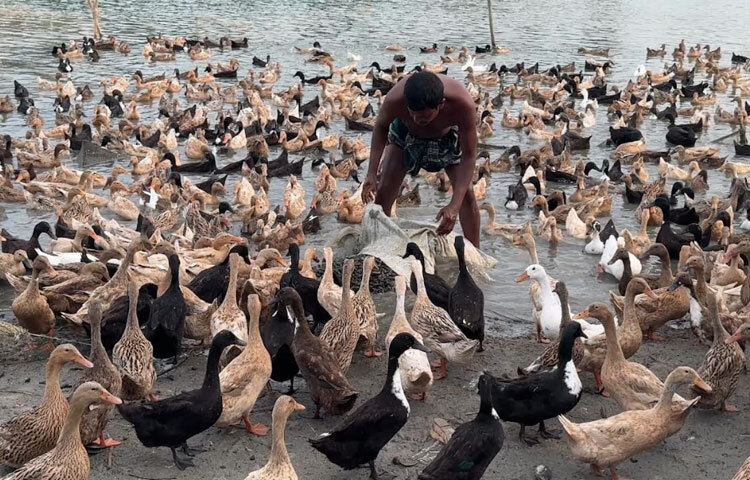 সংশ্লিষ্টদের মতে, সরকারি পৃষ্ঠপোষকতা ও বাজারসংযোগ বাড়ানো গেলে হাওরের হাঁস পালন শুধু স্থানীয় জীবিকার খাতেই সীমাবদ্ধ থাকবে না-এটি দেশের একটি বড় অর্থনৈতিক খাতে পরিণত হতে পারে।