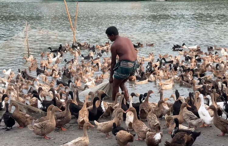 কিশোরগঞ্জ জেলা প্রাণিসম্পদ কর্মকর্তা ডা. মো. আব্দুল মান্নান বলেন, ‘হাওরের পানিতে উৎপাদিত হাঁসের মাংস ও ডিম নির্ভেজাল, সুস্বাদু ও পুষ্টিকর। তাই বাজারে এর চাহিদা সব সময়ই বেশি। এই সম্ভাবনাময় খাতের উন্নয়নে খামারিদের প্রশিক্ষণ, টিকাদান ও পরামর্শসহ প্রয়োজনীয় সহায়তা দেওয়া হচ্ছে।’