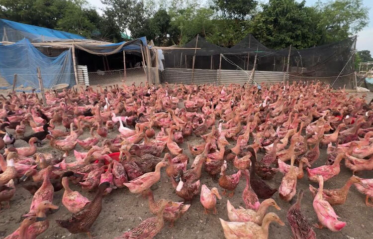 খামারিদের ভাষায়, কম পুঁজি, সহজলভ্য প্রাকৃতিক খাদ্য (শামুক ও ঝিনুক) ও সামান্য দানাদার খাবারের সহায়তায় এ খাতে এখন লাভজনক আয়ের সুযোগ তৈরি হয়েছে। ফলে বদলে যাচ্ছে হাওরাঞ্চলের অনেক পরিবারের জীবনযাত্রা।