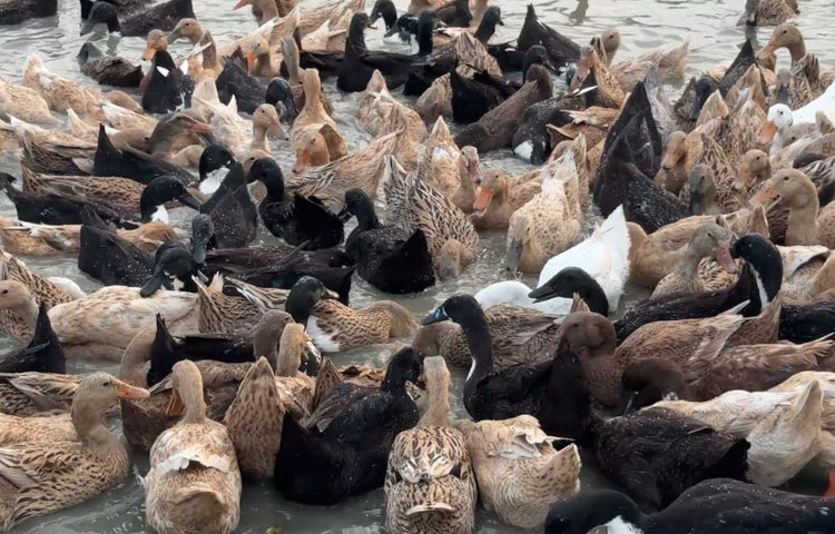 নিকলীর পাশাপাশি ইটনা, মিঠামইন, অষ্টগ্রাম ও তাড়াইল হাওর অধ্যুষিত উপজেলাগুলোয়ও বর্ষা মৌসুমে নদ-নদী ও হাওরের পানিতে হাঁস পালনের প্রবণতা দ্রুত বাড়ছে। এতে অর্থনৈতিক সমৃদ্ধির পাশাপাশি নতুন কর্মসংস্থানও তৈরি হচ্ছে।