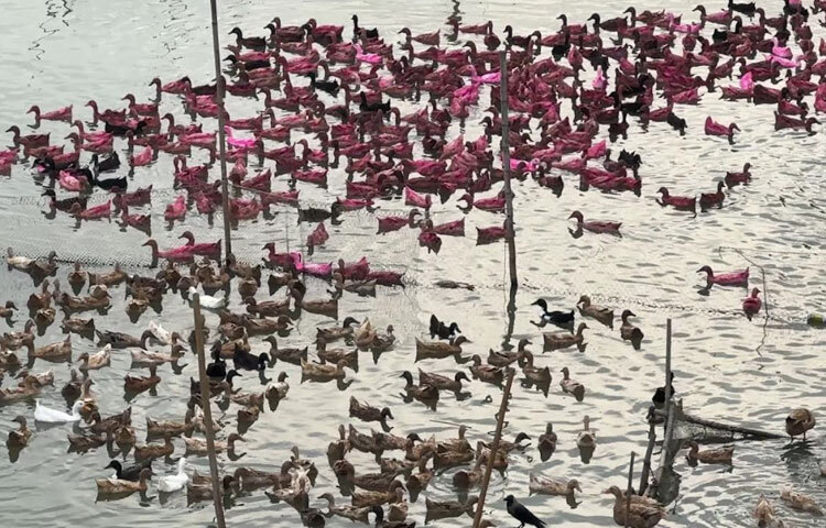 ডিমকে ঘিরে তাড়াইল উপজেলার দামিহা এলাকায় গড়ে উঠেছে শতাধিক হ্যাচারি। সেখানে তুষ বা ভাপ পদ্ধতিতে প্রতিদিন মোট ২ থেকে আড়াই লাখ হাঁসের বাচ্চা উৎপাদিত হয় যা স্থানীয় খামার ও দেশের বিভিন্ন জেলায় পাঠানো হয়।