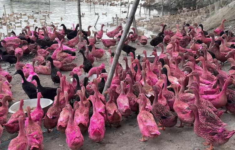 স্থানীয় ও জেলা প্রাণিসম্পদ দপ্তর সূত্রে জানা যায়, কিশোরগঞ্জের হাওরাঞ্চলের খামারগুলো থেকে বছরে প্রায় ২ কোটি হাঁসের ডিম উৎপাদিত হয়। জেলার চাহিদা মিটিয়েও দেশের মোট চাহিদার প্রায় ২৫ শতাংশ ডিম আসে এখান থেকে। এ ডিম ঢাকা, চট্টগ্রাম, সিলেটসহ অন্যান্য বড় শহরে সরবরাহ করা হয়। পাশাপাশি হাওরের হাঁসের মাংসও দেশে ব্যাপক জনপ্রিয়।