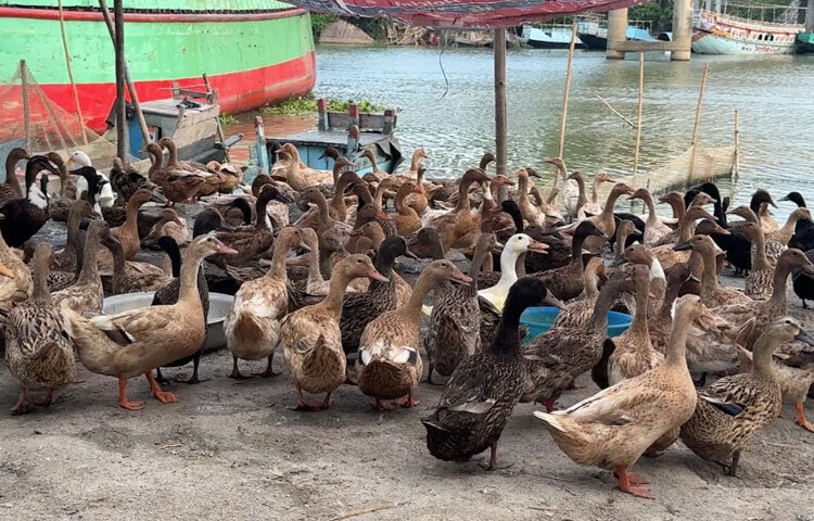 খামারিদের অভিযোগ, হাঁসের রোগবালাই দেখা দিলে দ্রুত ভেটেরিনারি সহায়তা পাওয়া যায় না। তারা চান মোবাইল ভেট সার্ভিস, টিকা-ওষুধে সহায়তা, স্বল্পসুদে ঋণ, ফিড ও ডিমের সংগ্রহকেন্দ্র এবং ন্যায্যমূল্যের নিশ্চয়তা।