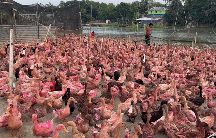 বর্তমানে কিশোরগঞ্জে প্রায় ২ হাজার খামার আছে। এসব খামারে ২৫ লাখের বেশি হাঁস লালন-পালন হচ্ছে। খামারি বা উদ্যোক্তার সংখ্যা প্রায় ১ হাজার ৫শ। এ খাত থেকে সরাসরি বা পরোক্ষভাবে সুবিধা পাচ্ছে প্রায় ১২ হাজার পরিবার। বছরে মোট উৎপাদন প্রায় ২ কোটি ডিম।