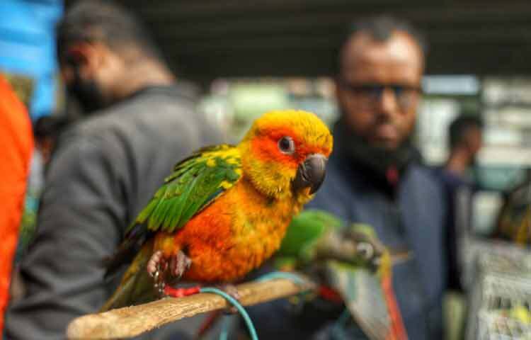 শহরের বিভিন্ন এলাকা থেকে আসা ক্রেতারাও সুযোগ পান এক জায়গায় নানা ধরনের পাখি ও হাঁস দেখার।