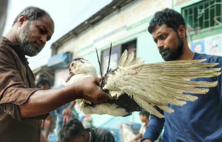 কেউ নিয়ে আসেন বড় আকারের দেশি হাঁস, কেউ আবার লালচে বা সাদা রঙের উন্নত জাতের হাঁস। ক্রেতারাও দাম যাচাই করে, হাঁস তুলে দেখে, ডাক শুনে পছন্দ করার চেষ্টা করেন। দরদাম চলে খাঁচার পাশেই কখনো হাসি-ঠাট্টার ছলে, কখনো একটু গম্ভীর আলোচনায়।