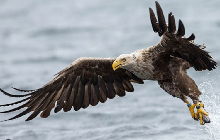 ঈগলের সবচেয়ে বড় হাতিয়ার তাদের পায়ের নখ। নখগুলো এতই তীক্ষ্ণ যে নিমিষের মধ্যে শিকারকে ছিন্নভিন্ন করে দেয়। তবে এরা এখন বিলুপ্তির পথে। বাংলাদেশে এদের দেখা পাওয়া যায়না বললেই চলে। তবে বাংলাদেশে একসময় সাদা বুকের সমুদ্র ঈগল, কুড়া বা পলাশ মেছো ঈগল, কুল্লে বা সাপখেকো ঝুঁটি ঈগল, ছোট নখের ঈগল দেখা যেতো কিন্তু এখন তারা বিলুপ্তির পথে। ছবি: সংগৃহীত