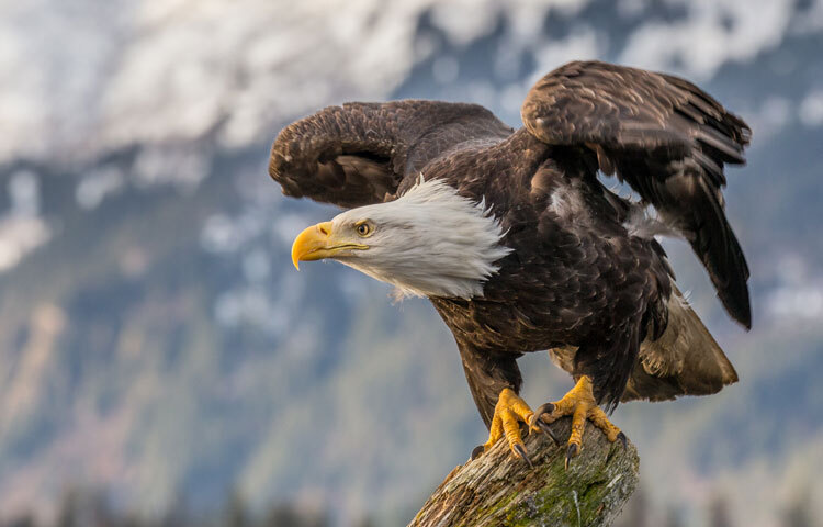 ঈগল যেই উচ্চতায় উড়ে বেড়ায়, সেই উচ্চতায় অন্য কোনো পাখি পৌঁছাতে পারে না। এজন্যেই ঈগল একা উড়ে বেড়ায়। ছবি: সংগৃহীত