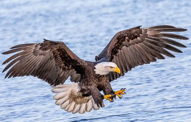 ঈগলের দৃষ্টিশক্তি এতটাই তীক্ষ্ণ যে আকাশে থাকা অবস্থায় ৫ কিলোমিটার পর্যন্ত স্পষ্ট দেখতে পায়। ঈগল যখন তার শিকার খোঁজে বের হয় তখন সে তার তীক্ষ্ণ দৃষ্টি সেটার ওপরেই দেয়। যত বাধাই আসুক না কেন, সেটিকে না পাওয়া পর্যন্ত ঈগল কোনোভাবেই তার চোখ সরায় না। ছবি: সংগৃহীত