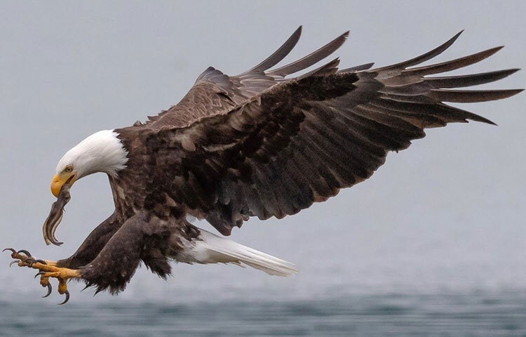 ঈগল সব সময় জীবন্ত প্রাণীকে খাবার হিসেবে খেয়ে থাকে। কখনোই কোনো মৃত জিনিস তারা ভক্ষণ করে না। ছবি: সংগৃহীত