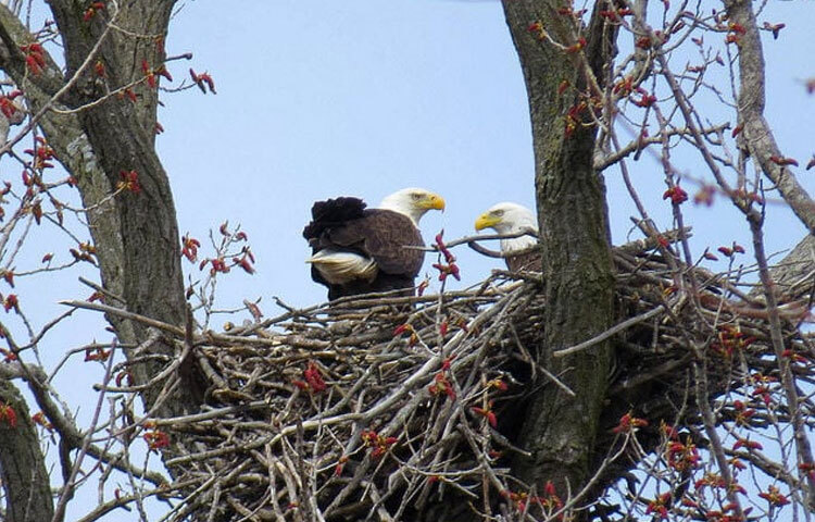 একটা মেয়ে ও ছেলে ঈগল যদি কখনো বন্ধু হতে চায়, মেয়ে ঈগলটি প্রথমেই ছেলে ঈগলটির পরীক্ষা নেয়। সাক্ষাৎ হওয়ার পর মেয়ে ঈগলটি মাটিতে নেমে এসে গাছের একটি ডাল তুলে নেয়। তার পিছে পিছে ছেলে ঈগলটিও উড়ে যায়। মেয়ে ঈগলটি সেই ডাল নিয়ে ওপরের দিকে উড়ে যায় এবং একটি নির্দিষ্ট উচ্চতায় যাওয়ার পর গাছের সেই ডালটি নিচে ফেলে দেয়। তার পিছু নেওয়া সেই ছেলে ঈগলটি তা দেখে ডালটি ধরার জন্য দ্রুত নিচের দিকে যায়। ডালটি সে মেয়ে ঈগলের কাছে ফিরিয়ে আনে। ছবি: সংগৃহীত