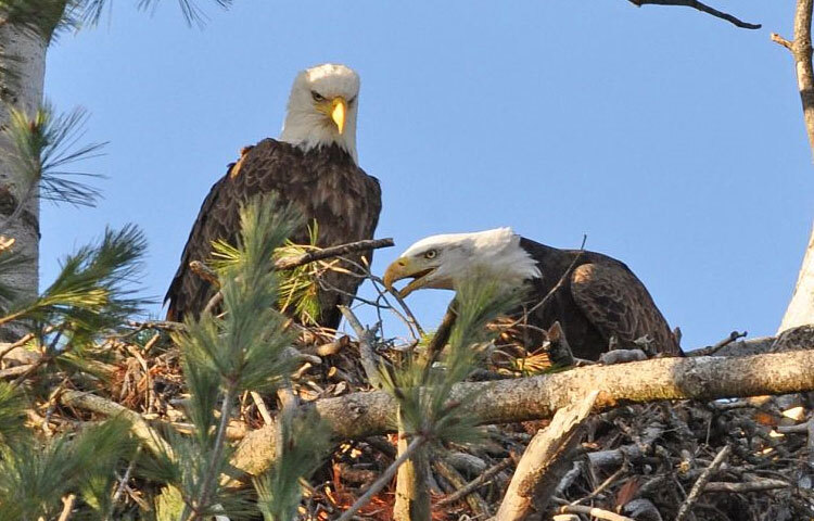 এই কার্যক্রমের পুনরাবৃত্তি কয়েক ঘণ্টা ধরে হতেই থাকে যতক্ষণ না পর্যন্ত মেয়ে ঈগল আশ্বস্ত হয় যে ছেলে ঈগলটি এই ডাল ফিরিয়ে আনার কাজটি আত্মস্থ করতে পেরেছে। একমাত্র ‘প্রতিজ্ঞাবদ্ধতার’ পরিচয় দিতে পারলেই পরে তারা দুজন বন্ধু হতে পারে। ছবি: সংগৃহীত