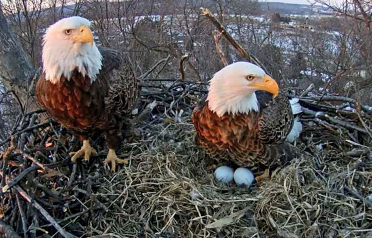 ডিম পাড়ার সময় আসলে বাবা ও মা ঈগল পাহাড়ের এমন একটি জায়গা বেছে নেয় যেখানে কোনো শিকারির হামলা করার সুযোগ থাকে না। বাসা তৈরির পালা আসলে ছেলে ঈগল এই বাসা নির্মাণের জন্য প্রথমে কিছু কাঁটা বিছায়, তার উপর গাছের ছোট ছোট ডালা, তার উপর আবার কিছু কাঁটা দিয়ে একদম শেষে কিছু নরম ঘাস বিছিয়ে দেয়। ছোট্ট আবাসটির নিরাপত্তার জন্য বাইরের দিকে তারা কাঁটা ও শক্ত ডালা বিছিয়ে রাখে। ছবি: সংগৃহীত