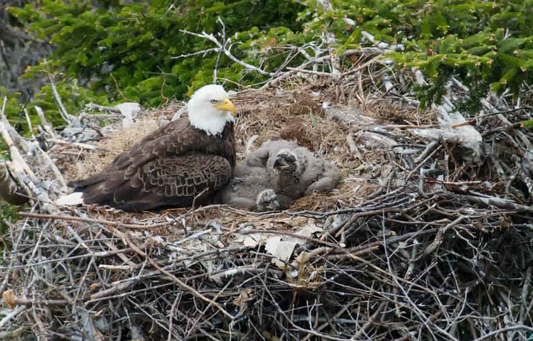 বাচ্চা ঈগলগুলোর যখন উড়তে শেখার সময় হয়, মা ঈগল তাদের বাইরে ছুঁড়ে দেয় কিন্তু পড়ে যাওয়ার ভয়ে ছানাগুলো ফিরে আসে। মা ঈগল এবার সব নরম ঘাস সরিয়ে ফেলে পুনরায় তাদের বাইরে ছুঁড়ে দেয়। আর তাই ছানাগুলো যখন ফিরে আসে, কাঁটার সাথে আঘাত পেয়ে তারা নিজেই বাইরে ঝাঁপ দেয়। এবার বাবা ঈগল নিয়োজিত হয় তাদের উদ্ধারকাজে। নিচে পড়ে যাওয়ার আগেই সে তার পিঠে করে ছানাগুলোকে ফিরিয়ে নিয়ে আসে। যতদিন পর্যন্ত ছানাগুলো তাদের ডানা ঝাপটানো না শুরু করে, এই প্রক্রিয়া চলতেই থাকে। ছবি: সংগৃহীত