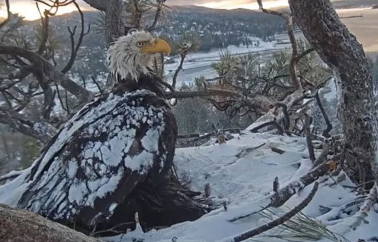 বয়স বাড়ার সঙ্গে সঙ্গে ঈগল পাখির ডানার পালকগুলো দুর্বল হয়ে পরে, যে কারণে সে আগের মতো খুব দ্রুত গতিতে উড়তে পারে না। দুর্বল বোধ করলে সে এমন একটি জায়গায় আশ্রয় নেয় যেখানে পাথর রয়েছে। সেখানে সে তার শরীরের প্রতিটি পালক টেনে ছিঁড়ে ও উঠিয়ে ফেলে। নতুন পালক না গজানো পর্যন্ত সেই দুর্বল ঈগল কোথাও বের হয় না। নতুন পালক গজিয়ে গেলে সে পুনরায় বজ্র গতিতে উড়ে বেড়ায়। ছবি: সংগৃহীত
