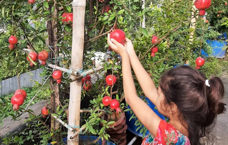 বিশেষ করে বিদেশি আনারের চারা তৈরি করে অনলাইনের মাধ্যমে দেশের বিভিন্ন স্থানে ছড়িয়ে দিচ্ছেন।