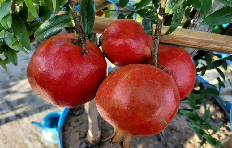 গাছে গাছে ঝুলছে কাঁচা-পাকা বর্ণিল ফল।