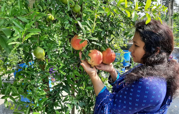 ইডেন মহিলা কলেজ থেকে অনার্স পাস করেছেন আয়েশা আশরাফী। ছোটবেলা থেকেই গাছপালার প্রতি বেশ ভালোবাসা। বিশেষ করে ফল বাগানের প্রতি তার ঝোঁক বেশি। ভালোবাসা আর পারিবারিক পুষ্টি চাহিদা বিবেচনা করে ছাদ বাগানে আগ্রহী হন।