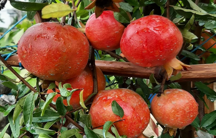 ২০১৯ সালে বাড়ির ছাদে সবজি ও ফল চাষ শুরু করেন। প্রথম বছরেই বেশ সফলতা পান। এরপর থেকে তিনি ছাদ বাগান করার সিদ্ধান্ত নেন।