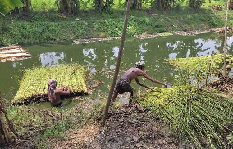ফরিদপুরে গত কয়েক বছর পাট চাষে লাভের মুখ দেখলেও এবার দুশ্চিন্তায় পড়েছেন চাষিরা। ছবি: এন কে বি নয়ন