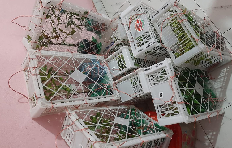 গ্রাফটিং ও গুটি কলমের মাধ্যমে গাছের চারা অনলাইনে বিক্রি হচ্ছে বিভিন্ন স্থানে। কুরিয়ারের মাধ্যমে বিভিন্ন জেলায় চারা পৌঁছে দিচ্ছেন। মানুষকে দিচ্ছেন পরামর্শ।