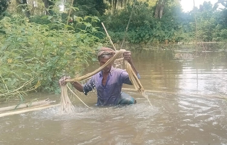 একই এলাকার পাট চাষি হানিফ হাওলাদার বলেন, ‘এখন আমরা যে পাট নিচ্ছি; এগুলোকে বাছনা পাট বলে। ক্ষেতের ছোট পাটগুলোকে আমরা বাছনা পাট বলি। বড় পাট কাটবো আরও কয়েকদিন পর। পাট ঘরে তুলতে অনেক কষ্ট হয়। দক্ষ লোক পাওয়া যায় না। নানান ঝামেলা পাট চাষে।’