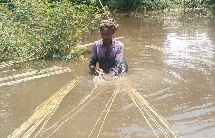 জেলা কৃষি সম্প্রসারণ অধিদপ্তর সূত্রে জানা যায়, জেলায় দেশি, তোষা, মেস্তা ও কেনাফ প্রজাতির পাট চাষ হয়। ২০২১-২২ অর্থবছরে পাটের চাষ হয়েছিল ৩,৭৩৫ হেক্টর জমিতে। ২০২২-২৩ অর্থবছরে চাষ হয়েছিল ৩,৯৭৩ হেক্টর জমিতে। ২০২৩-২৪ অর্থবছরে চাষ হয়েছিল ৪,৬৫৬ হেক্টর জমিতে। ২০২৪-২৫ অর্থবছরে চাষ হয়েছিল ৪,২৯৫ হেক্টর জমিতে। ২০২৫-২৬ অর্থবছরে পাট চাষের লক্ষ্যমাত্রা নির্ধারণ করা হয়েছে ৪,২৯৫ হেক্টর।