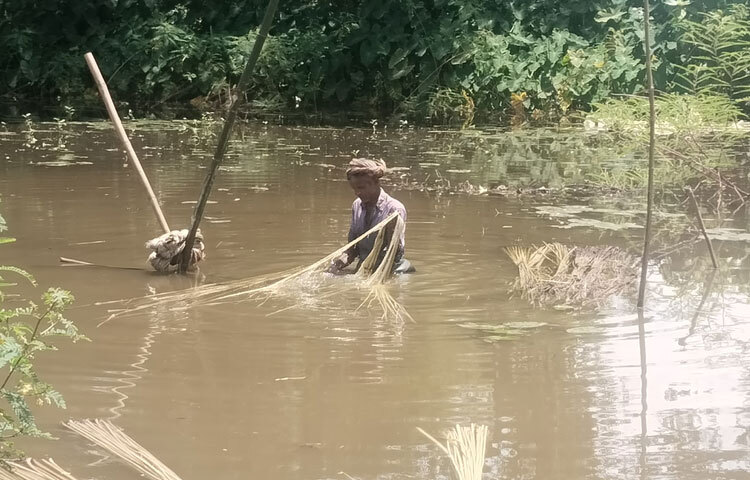 জেলা কৃষি সম্প্রসারণ অধিদপ্তরের উপ-পরিচালক ড. রবীআহ নূর আহমেদ বলেন, ‘এ বছর আবহাওয়া অনুকূলে থাকায় জেলার কৃষকেরা প্রায় ৪,২০০ বিঘা জমিতে পাট চাষ করেছেন। পাট পরিপক্ব হওয়ায় পুরোদমে আঁশ ছাড়িয়ে শুকিয়ে বাজারজাত করা হচ্ছে।