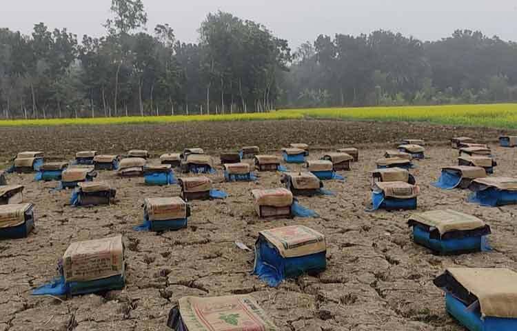 মৌচাষি বাবা সাবু মোল্লা জানান, মাগুরার মাঠে মাঠে সরিষা ফুল থেকে মধু সংগ্রহ করেন। সরিষা ক্ষেতের পাশে বক্স পেতে মধু সংগ্রহ করেন। এবার সদরের ডেফুলিয়া গ্রামে ৯০টি বক্স পেতেছেন। সংগ্রহের কাজে ৬ জন শ্রমিক নিয়োজিত আছেন। মৌমাছির পরিচর্যা, খাবার দেওয়ার কাজ করেন তারা। প্রতি সোমবার বক্স থেকে মধু উত্তোলন করা হয়। সপ্তাহে ২-৩ মণ মধু সংগ্রহ করা যায়।