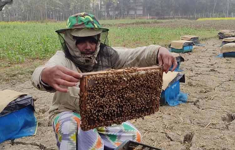 ছেলে আল আমিন জানান, দেশের বিভিন্ন স্থানের বেপারিরা এসে তাদের কাছ থেকে মধু সংগ্রহ করেন। প্রতি কেজি মধু ৪০০ থেকে ৫০০ টাকা দরে বিক্রি করেন। এই মধু শরীয়তপুর, মানিকগঞ্জ, দিনাজপুর, ফরিদপুর, ঢাকা, বরিশাল, পটুয়াখালীসহ চট্টগ্রাম জেলায় বিক্রি করা হয়। এ বছর ১ লাখ ২০ হাজার টাকার মধু বিক্রি করেছেন। শুধু সরিষা ফুলের মধু নয়; তারা ধনিয়া, কালোজিরা ও লিচু ফুলের মধু সংগ্রহ করেন।