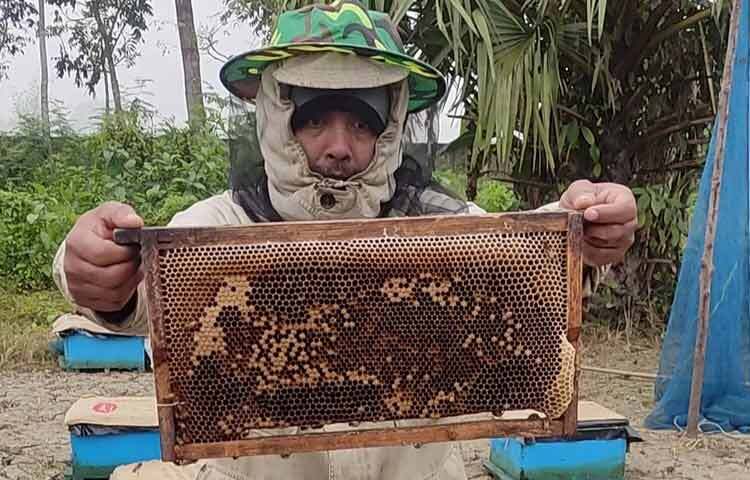 সাবু মোল্লা বলেন, ‘অগ্রহায়ণ মাস থেকে আমাদের মধু সংগ্রহের কাজ চলে। বছরের বাকি সময় আমরা সুন্দরবন অঞ্চলে মধু সংগ্রহের কাজ করি।’