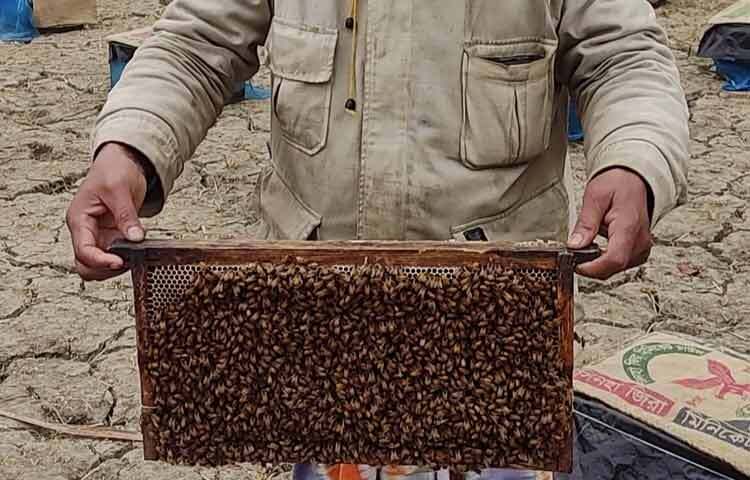 আল আমিন বলেন, ‘গ্রীষ্মকালে বিভিন্ন লিচু বাগান থেকে মধু সংগ্রহ করি। একেক ফুলের মধু একেক রকম হয়ে থাকে। কোনো মধু গাঢ়, আবার কোনো মধু পাতলা হয়ে থাকে। তবে সরিষা ফুলের মধু খুব পরিষ্কার হয়ে থাকে। কালোজিরার মধু অনেক সময় ওষুধে ব্যবহার করা হয়। আমরা মধুতে চিনি মিশাই না। তাই আমাদের মধুর চাহিদা ও গুণাগুণ খুব ভালো।’