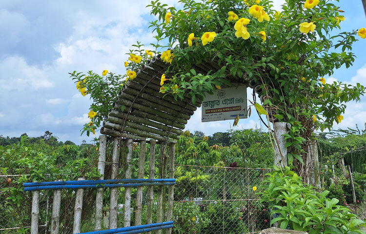এখন শুধু বাড়ির আঙিনা নয়; বিভিন্ন স্থানে পতিত জমিতে বাণিজ্যিকভাবে লাগানো হয়েছে পেয়ারা গাছ। সেই গাছের পেয়ারাগুলো উদ্যোক্তাদের স্বপ্ন হয়ে বাতাসের সঙ্গে দোলা খাচ্ছে। এসব পেয়ারা হাত বদল হয়ে জেলার চাহিদা পূরণ করে চলে যাচ্ছে আশপাশের জেলায়।