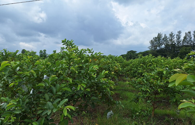 একসময় ফেনীতে শখ করেই পেয়ারা আবাদ করা হতো। আঙিনা ও আশপাশের খালি জায়গায় শোভা পেতো পেয়ারা গাছ। সেই পেয়ারাই এখন হয়ে উঠেছে ফেনীর উদ্যোক্তাদের জন্য আশির্বাদ।